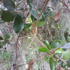Callirhytis quercusbatatoides