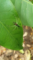 Lyssomanes temperatus