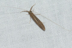 Oecetis