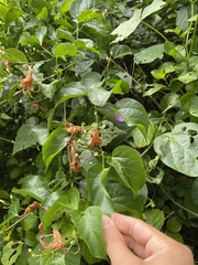 Fridericia floribunda