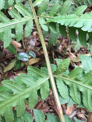 Pleocnemia irregularis