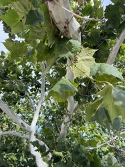 Platanus