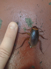 Shelfordella lateralis