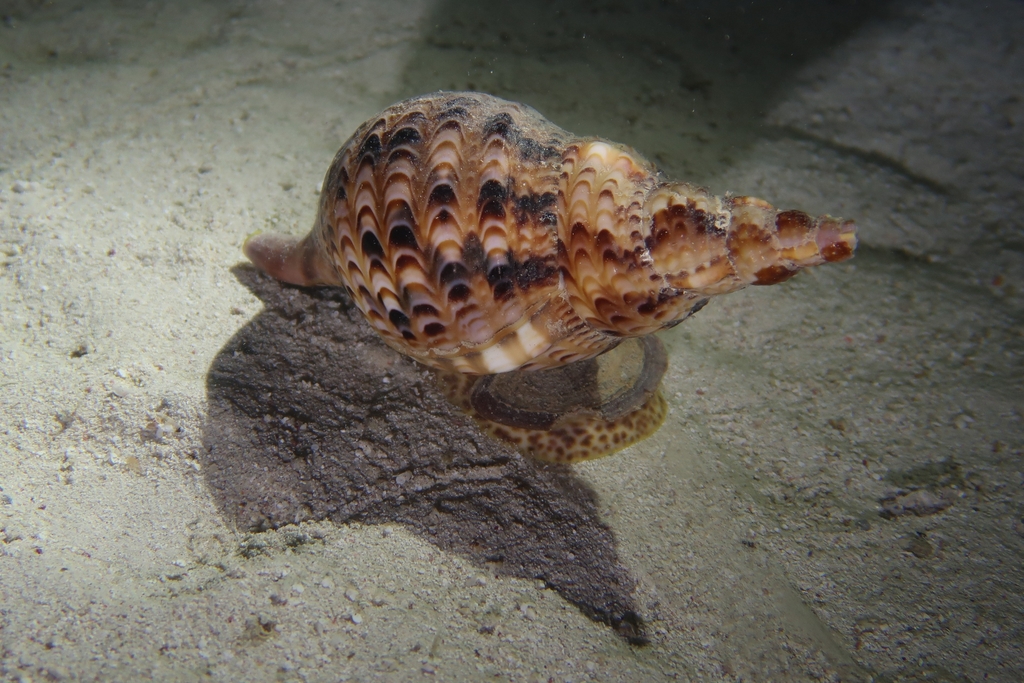 Giant triton
