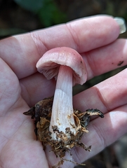 Mycena rosea