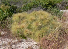Spinifex longifolius