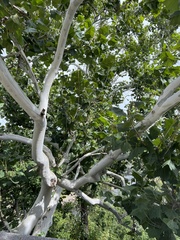 Platanus