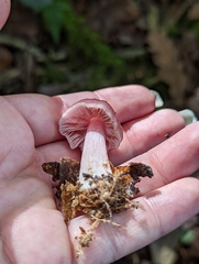 Mycena rosea