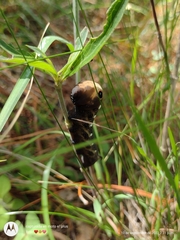 Xylophanes falco