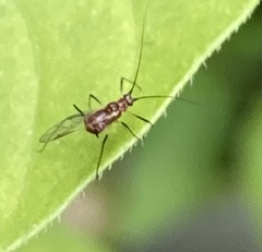 Macrosiphini