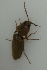 Deilelater physoderus