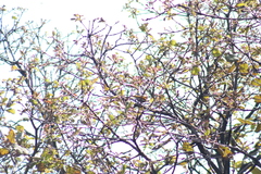 Poecile sclateri