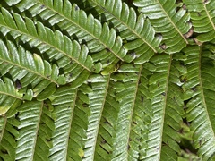 Cyathea