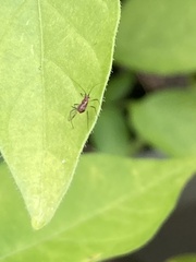 Macrosiphini