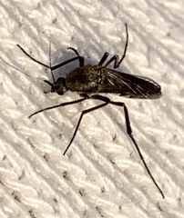 Psorophora cyanescens