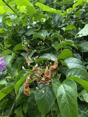 Fridericia floribunda