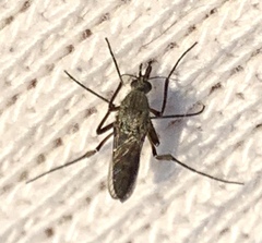 Psorophora cyanescens