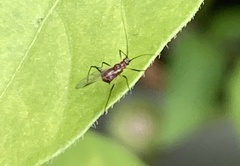 Macrosiphini
