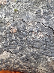 Jackrogersella multiformis