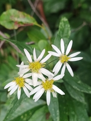 Doellingeria umbellata
