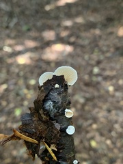 Crepidotus