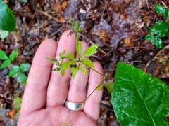 Sanicula canadensis