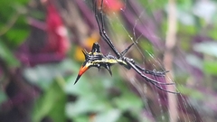 Micrathena schreibersi