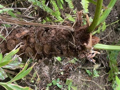 Cyathea