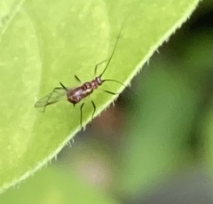 Macrosiphini