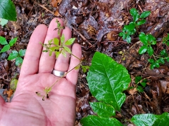 Sanicula canadensis