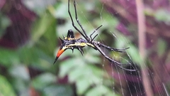 Micrathena schreibersi