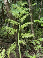 Cyathea