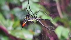 Micrathena schreibersi