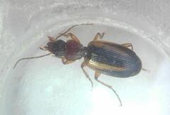 Cymindis