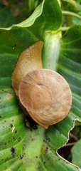 Parthena acutangula