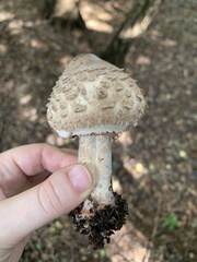 Chlorophyllum brunneum