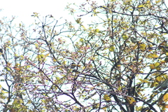 Poecile sclateri