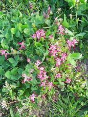 Fumaria bastardii