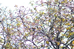 Poecile sclateri