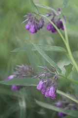 Symphytum officinale