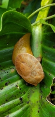 Parthena acutangula