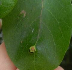 Euura pedunculi