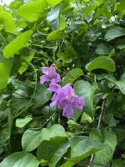 Fridericia floribunda