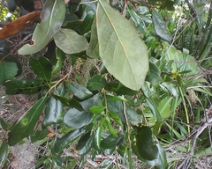 Callirhytis quercusbatatoides