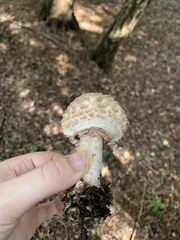 Chlorophyllum brunneum