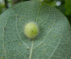 Euura pedunculi