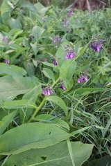 Symphytum officinale