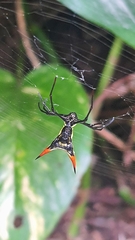 Micrathena schreibersi