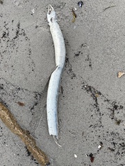 Anguilla rostrata