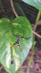 Micrathena schreibersi